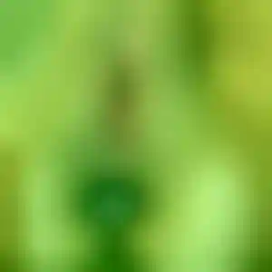 Foto von Anja