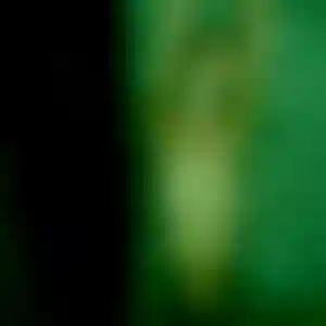 Foto von Lisa