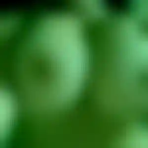Foto von Jasmin