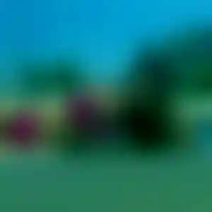Foto von Ute