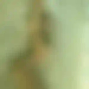 Foto von Amelie