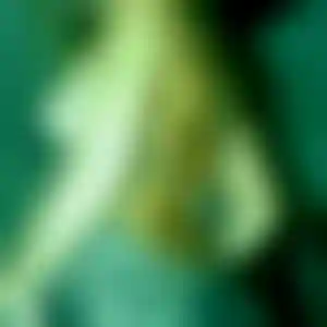 Foto von Diana