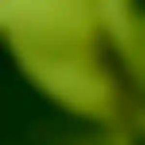 Foto von Iris