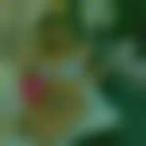 Foto von Anja