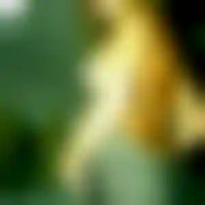 Foto von Stella