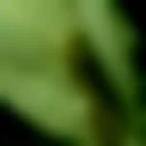 Foto von Selina