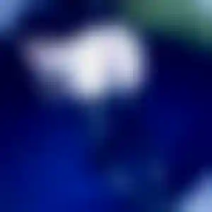Foto von Stella