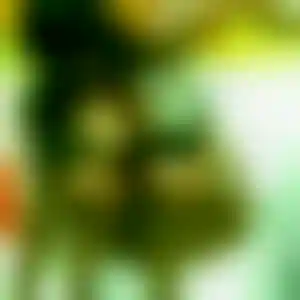 Foto von Nicole