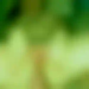 Foto von Lisa