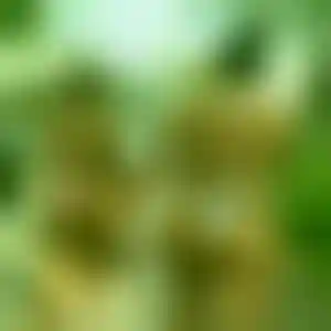 Foto von Anna