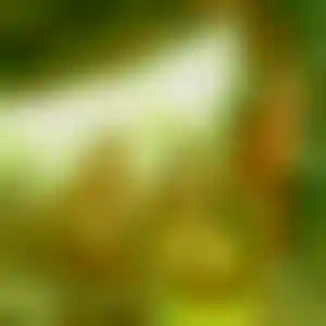 Foto von Ute