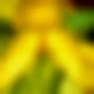 Foto von Jasmin