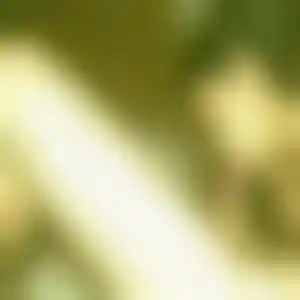 Foto von Manuela