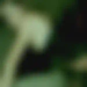 Foto von Carolin
