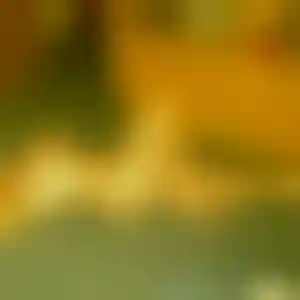 Foto von Stella