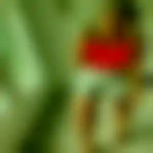 Foto von Carolin
