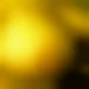 Foto von Iris
