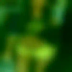 Foto von Lisa