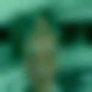 Foto von Ines