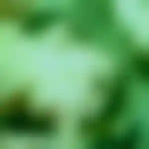 Foto von Chiara