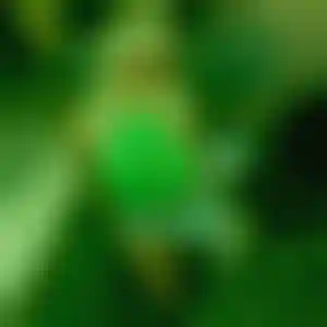 Foto von Stella